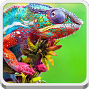 Chameleon APK