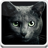 Icona Black Cat