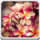 Cherry Blossom APK