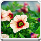 Flowers icono