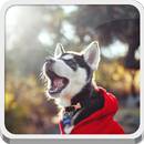 Pet Dog-APK