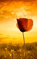 Poppy Flower 截图 2