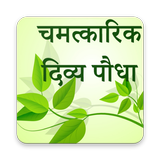 चमत्कारिक दिव्य वनस्पति पौधा أيقونة