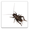 Noisy Cricket icon