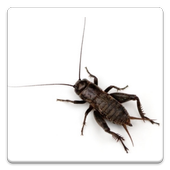 آیکون‌ Noisy Cricket