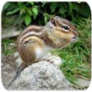 Chipmunk sounds APK