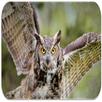 Owl sounds APK