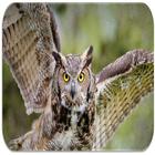 Owl sounds icon
