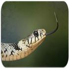 Snake sounds Zeichen