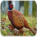 Pheasant sounds APK