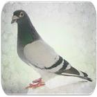 Pigeon sounds icon
