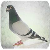 Pigeon sounds иконка
