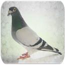 Pigeon sounds APK