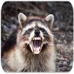 Raccoon sounds