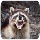 Raccoon sounds APK