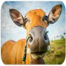 Cow sounds APK