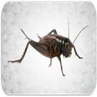 Crickets sounds icon