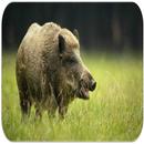 Boar sounds APK