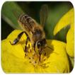 Bee sounds