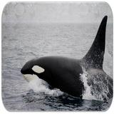 Tueur sons des baleines icône
