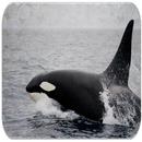 Killer Whale soa APK