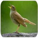 Nightingale bird sounds APK