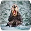 Sea Otter sounds