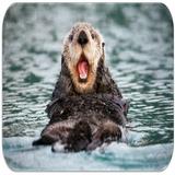 Sea Otter sounds icon