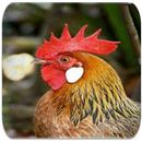Rooster sounds APK