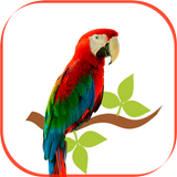 Arara vermelha biểu tượng