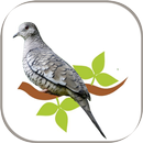 Rolinha Fogo Apagou APK