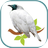 Araponga APK