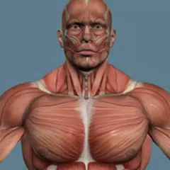 Мышцы человека APK download