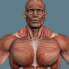 Мышцы человека icône