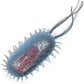 Prokaryotic Cell 3D