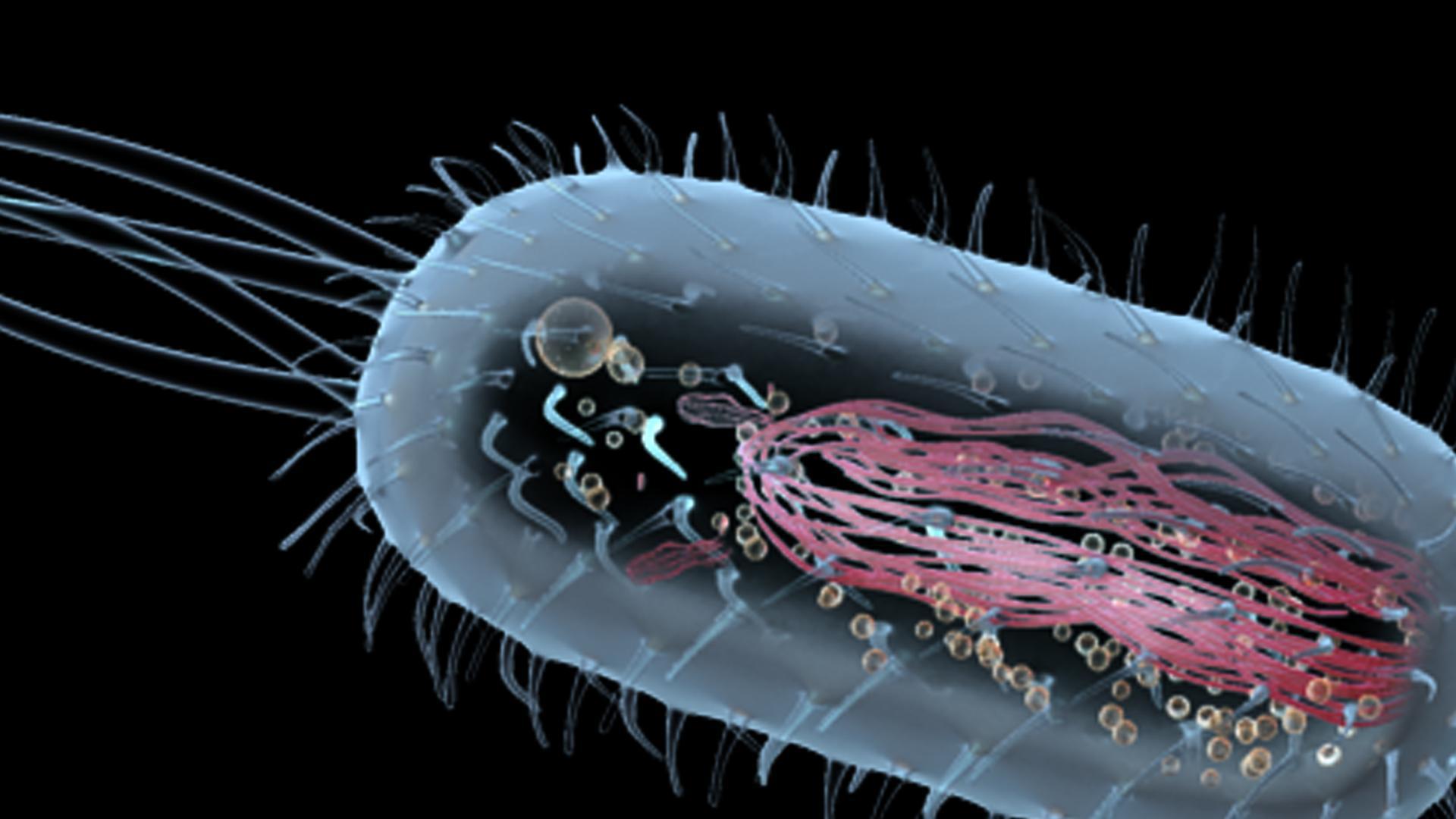 Прокариотическая клетка прокариот. Прокариотическая клетка бактерии. Бацилла прокариот. Прокариотическая клетка 3д. Прокариотическая клетка bacteria.