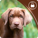 Labrador Puppy Cute Dog Wallpaper HD App Lock APK