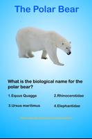 Polar Bear Questions & Answers poster