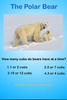 Polar Bear Questions & Answers screenshot 2