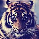 Тигры APK