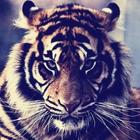 Тигры-icoon