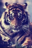 Тигры plakat