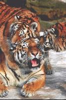 Тигры 截图 2