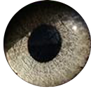 Sight APK