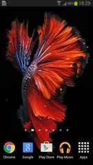 Betta Fish 6S Live Wallpaper APK download