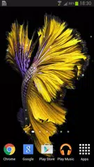 Betta Fish 6S Live Wallpaper APK download
