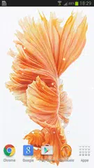 Betta Fish 6S Live Wallpaper APK download