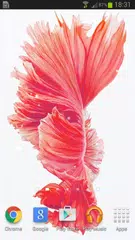 Betta Fish 6S Live Wallpaper APK download