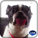 Cute dog licking screen aplikacja