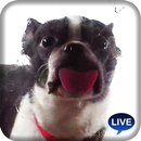 Cute dog licking screen APK